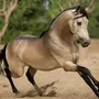 Буланая лошадь
