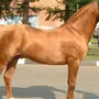 Донская Лошадь