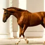 Донская Лошадь
