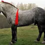 Першерон лошадь