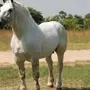 Першерон Лошадь