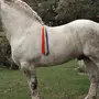 Першерон лошадь