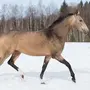 Буланая масть лошади