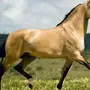 Буланая масть лошади