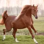 Арабская Порода Лошадей