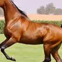 Арабская порода лошадей