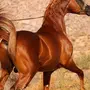 Арабская Порода Лошадей