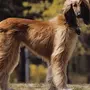 Порода собак афганская борзая