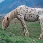Чубарая лошадь