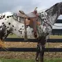 Чубарая Лошадь