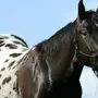 Чубарая Лошадь