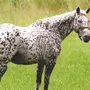 Чубарая лошадь