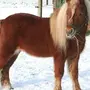 Лошадь пони