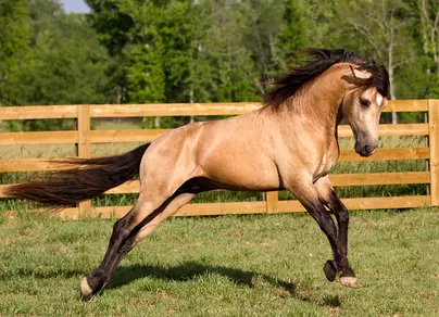 Игреневая лошадь