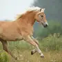 Игреневая Лошадь
