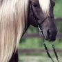 Игреневая Лошадь
