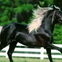 Игреневая лошадь