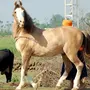 Марвари лошадь