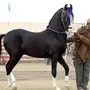 Марвари Лошадь