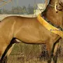 Марвари лошадь