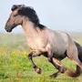 Башкирская Лошадь