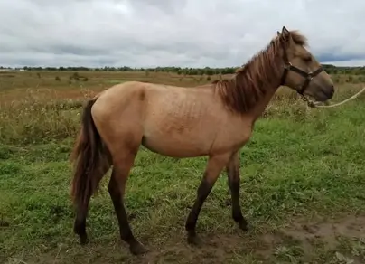 Башкирская лошадь