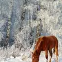 Лошадь Зимой
