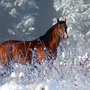 Лошадь Зимой