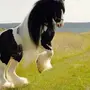 Шайры лошади