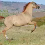 Каурая Лошадь