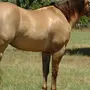 Каурая лошадь
