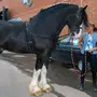 Лошадь владимирский тяжеловоз