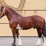 Лошадь Владимирский Тяжеловоз