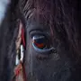 Глаза Лошади