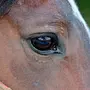 Глаза Лошади