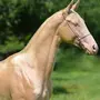 Изабелловая лошадь