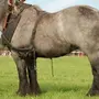 Лошадь тяжеловес