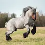 Лошадь Тяжеловес