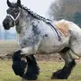Лошадь тяжеловес