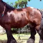 Большие лошади