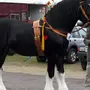 Большие Лошади