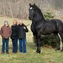 Большие лошади