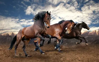 Лошади на обои