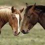 Лошади на обои