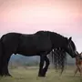 Лошади На Обои