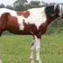 Пегая Лошадь