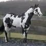 Пегая лошадь