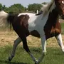 Пегая лошадь
