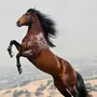 Мустанг лошадь