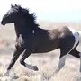 Мустанг лошадь